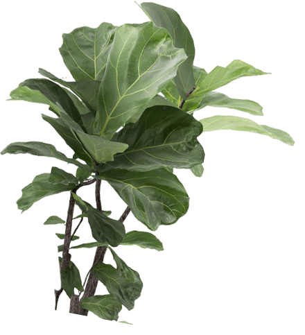 ficus